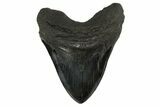 Fossil Megalodon Tooth - Massive River Meg #340272-2